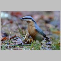 2023 3rd Bill Lester - Nuthatch